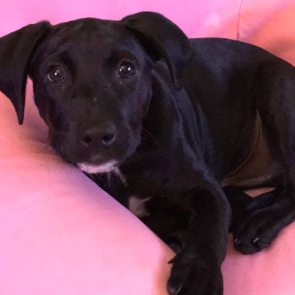 Meet your Posher, Donnamarie - Picture 4 of 5